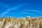 Dune grass and kiteflying in Warnemuende, Germany