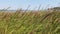 Dune grass in Sleeping Bear Dunes National Lakeshore, Michigan