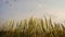 Dune grass swaying in wind against flying seagulls in sky background. Low-angle