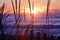 Through the Dune Grasses