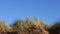 Dune grasses moving gently in a breeze with a plain blue sky background. UK