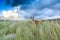 Dune landscape with dog