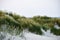 Dune landscape in St. Peter Ording with the lighthouse of Westerhever in the background