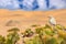 Dune Lark, Calendulauda erythrochlamys, lives in the sand dunes of the Namib Desert, completely endemic. White bird sitting on the