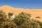 Dune Lark, Calendulauda erythrochlamys, lives in the sand dunes of the Namib Desert, completely endemic. White bird sitting on the