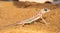 Dune Namib desert lizard gecko macro portrait Namibia photo adventure