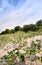 Dune plants on the German Baltic Sea coast