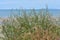 Dune plants on Pakiri Beach.