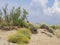 Dune plants in the San Rossore Migliarino Park near Pisa, Protected environment. Italy. INcludes Helichrysum italicum