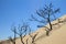 Dune of Pylat, France