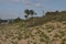 Dune Rehabilition at Durban with Bluff in Background