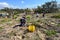 Dune restoration in Gold Coast Queensland Australia