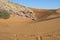 Dune riding in arabian desert