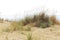 dune sand grass on the beach