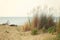 dune sand grass on the beach