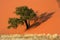 Dune, tree and grass, Sossusvlei, Namibia