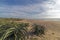 Dune Vegetation Aloe Plants Blue Cloudy Sky Coastal Landscape