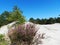 Dunes on the Baltic Sea. Summer, vacation on beach. Beautiful sandy landscapes.