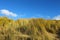 Dunes, beach, marram grass