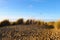 Dunes, beach, marram grass