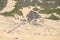 Dunes on the beach. Spanish coast. Family on the beach under an umbrella