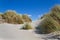 Dunes with Beachgrass