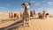 dunes desert dogs