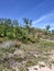 Dunes Green leaves tall trees vegetation forest woods trunks branches