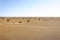 Dunes, Hamada du Draa, Morocco