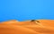 Dunes landscape, Gran Canaria, Canary Islands, Spain