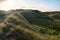 Dunes landscape with grass and rose bushes on Sylt island at sunrise