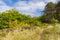 Dunes landscape Terschelling The Netherlands