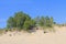 Dunes in Ludington State Park in Michigan