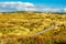 Dunes on the North Sea coast on the island Amrum, Germany