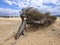 Dunes of Piscinas, the largest natural beach in Europe, Arbus, Sardinia, Italy