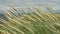 Dunes, Seaside grass with cumulus clouds and blue sky