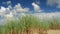 Dunes, Seaside grass with cumulus clouds and blue sky