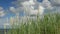 Dunes, Seaside grass with cumulus clouds and blue sky