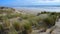 Dunes, Seaside grass with cumulus clouds and blue sky