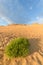 Dunes vith vegetation and grass on a beach of the Atlantic coast.