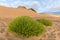 Dunes vith vegetation and grass on a beach of the Atlantic coast.