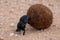 Dung Beetle