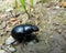 Dung-beetle