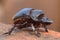 Dung beetle