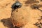 Dung Beetle, African Insect that Loves his Job