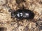 Dung beetle (Aphodius rufipes)