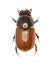 Dung Beetle Aphodius on white Background