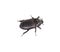 Dung Beetle black