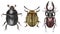 Dung beetle, colorado beetle, stag beetle isolated on a white background. Illustration. Watercolor. Hand drawn. Closeup.