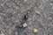 Dung beetle crawls on the ground to  dead beetle